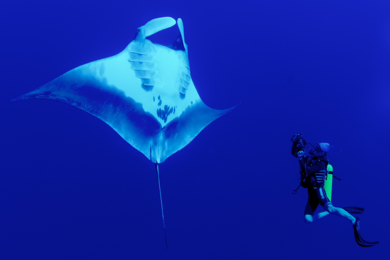 Scuba diver taking a picture of a ray