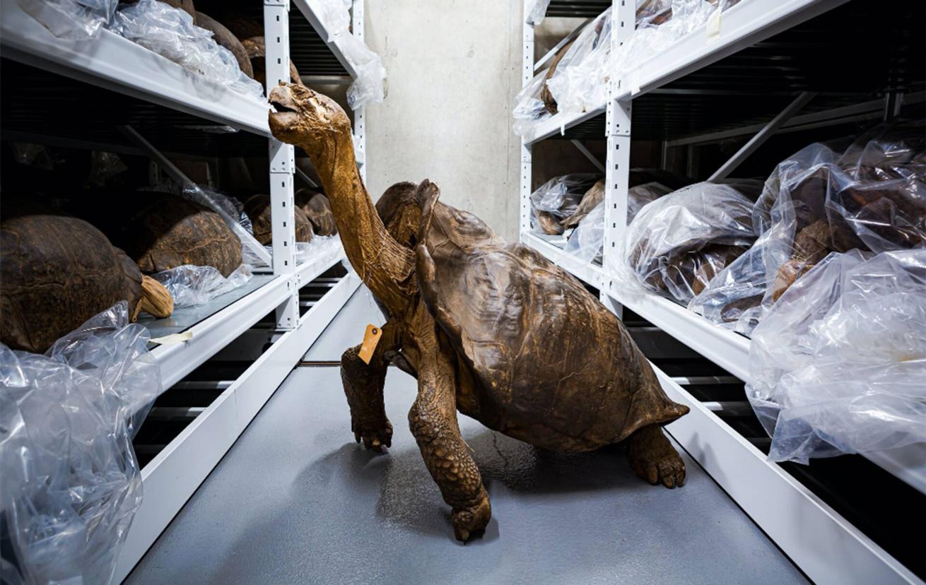 fantastic giant tortoise