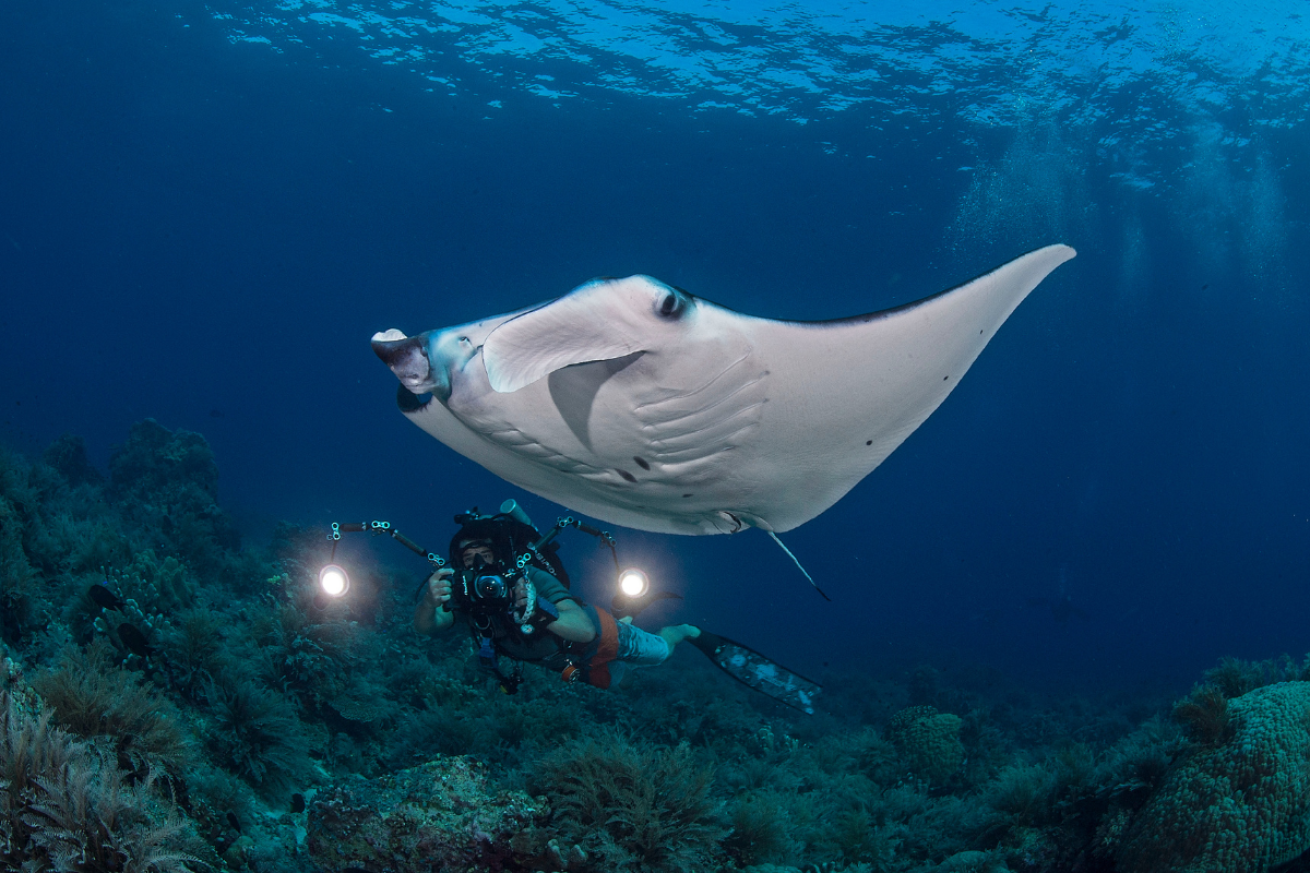 Diver taking a picture of a manta