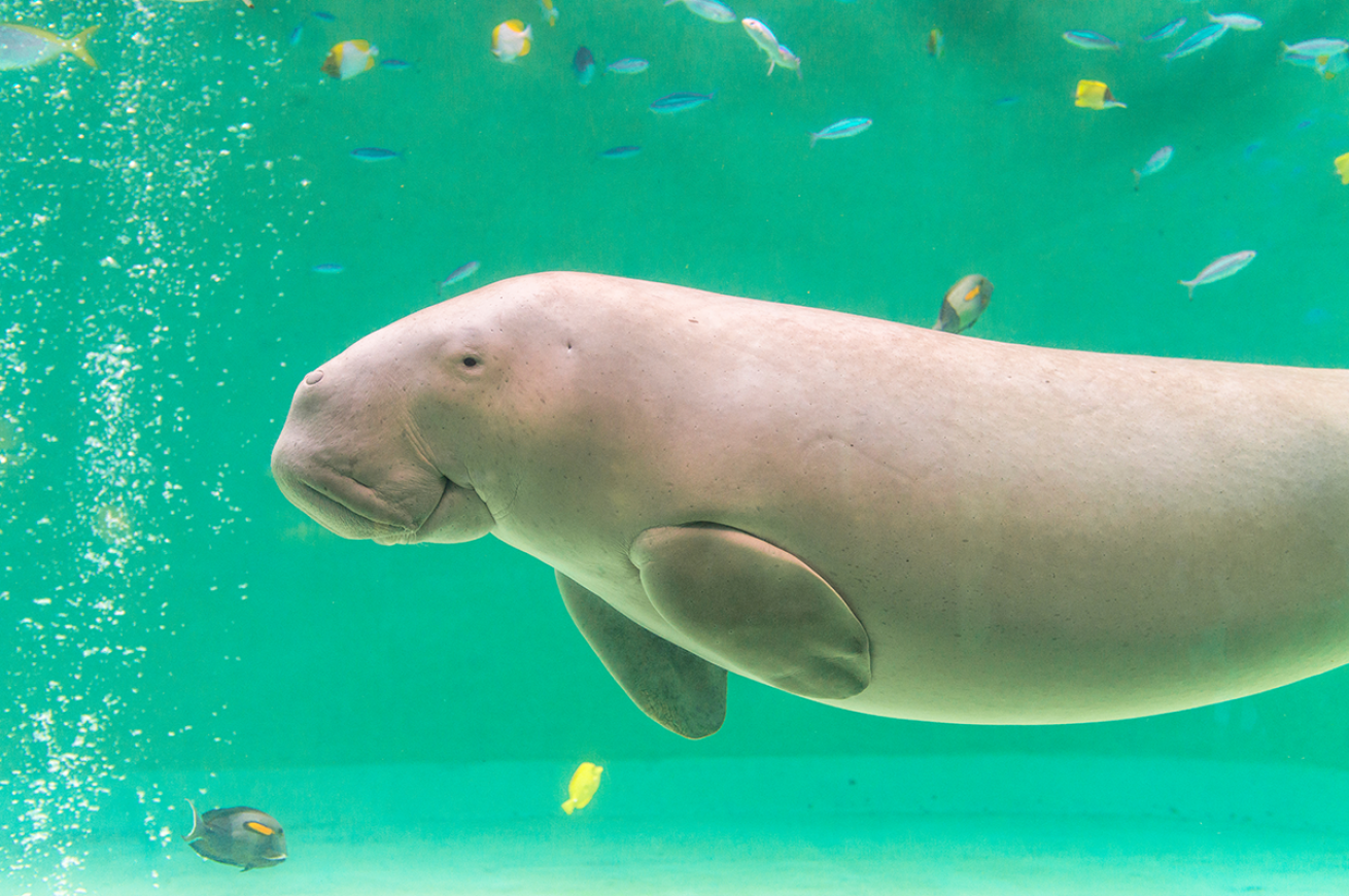 Pictured is a Dugong.