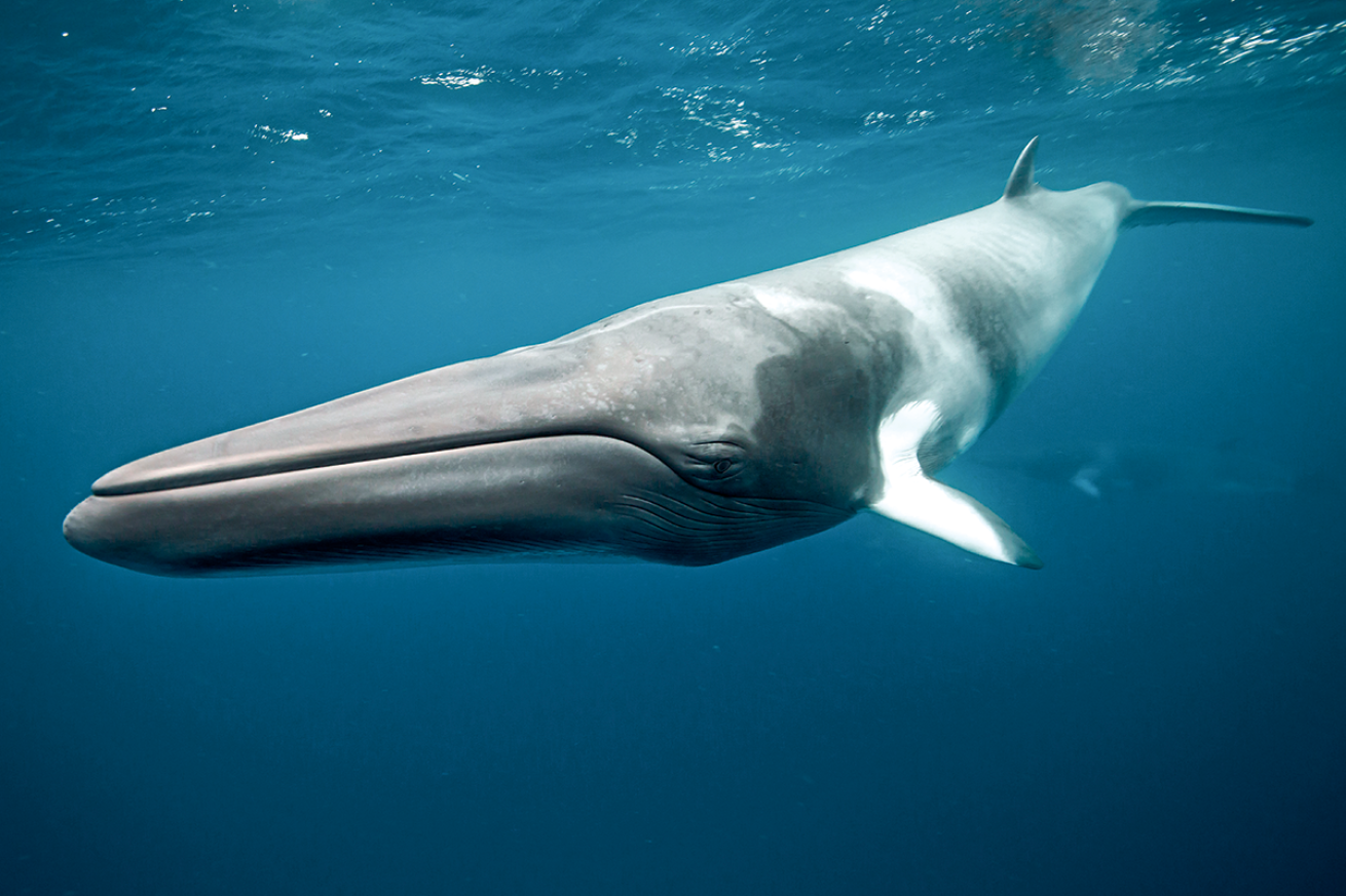 Dwarf minke whales