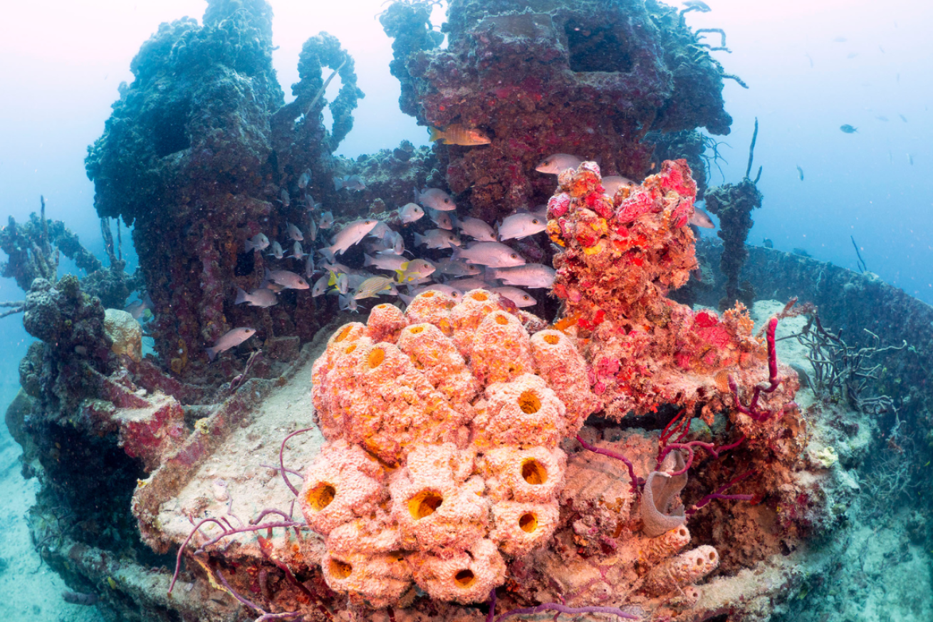 Pink coral on a wreck underwater