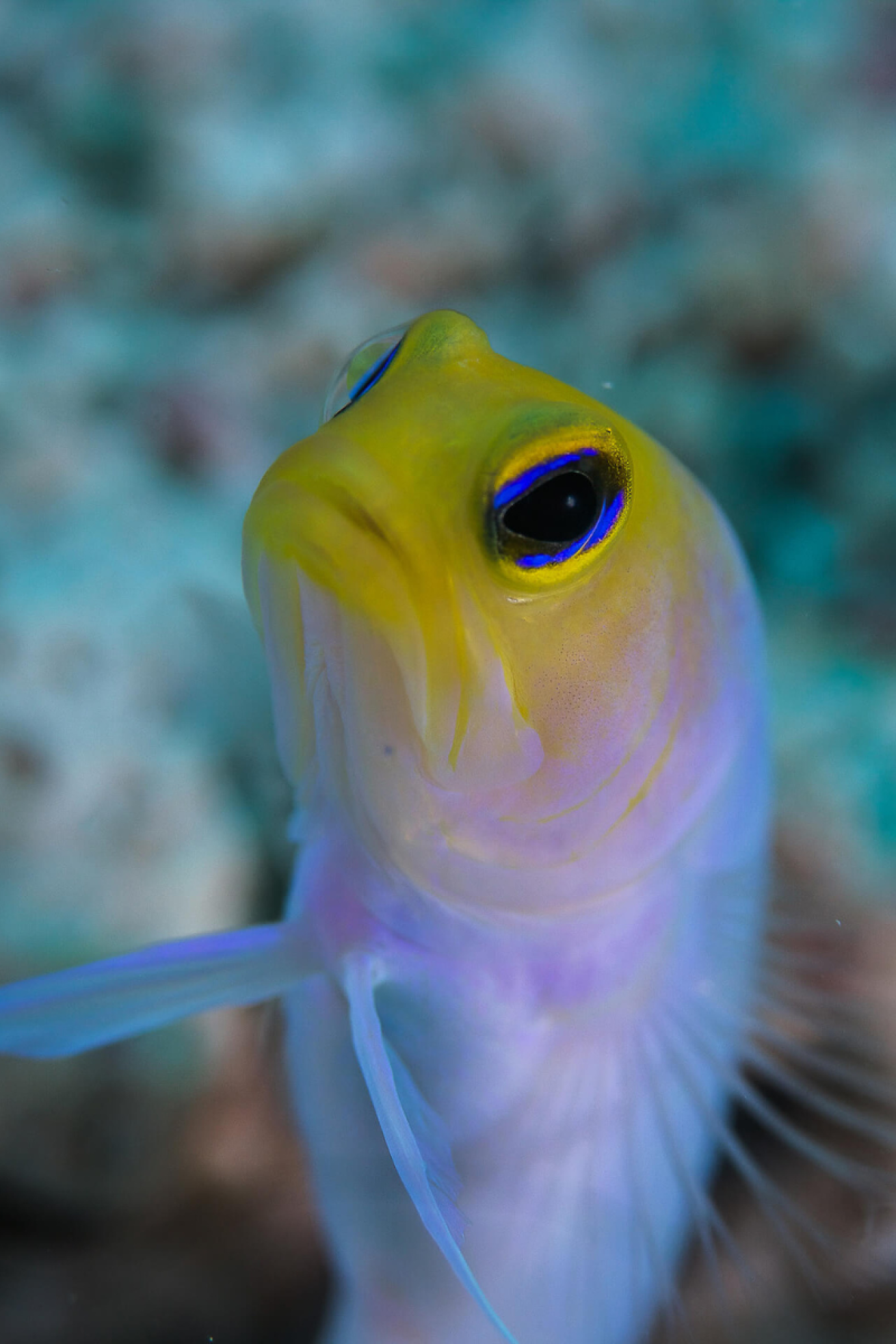 fish with yellow face