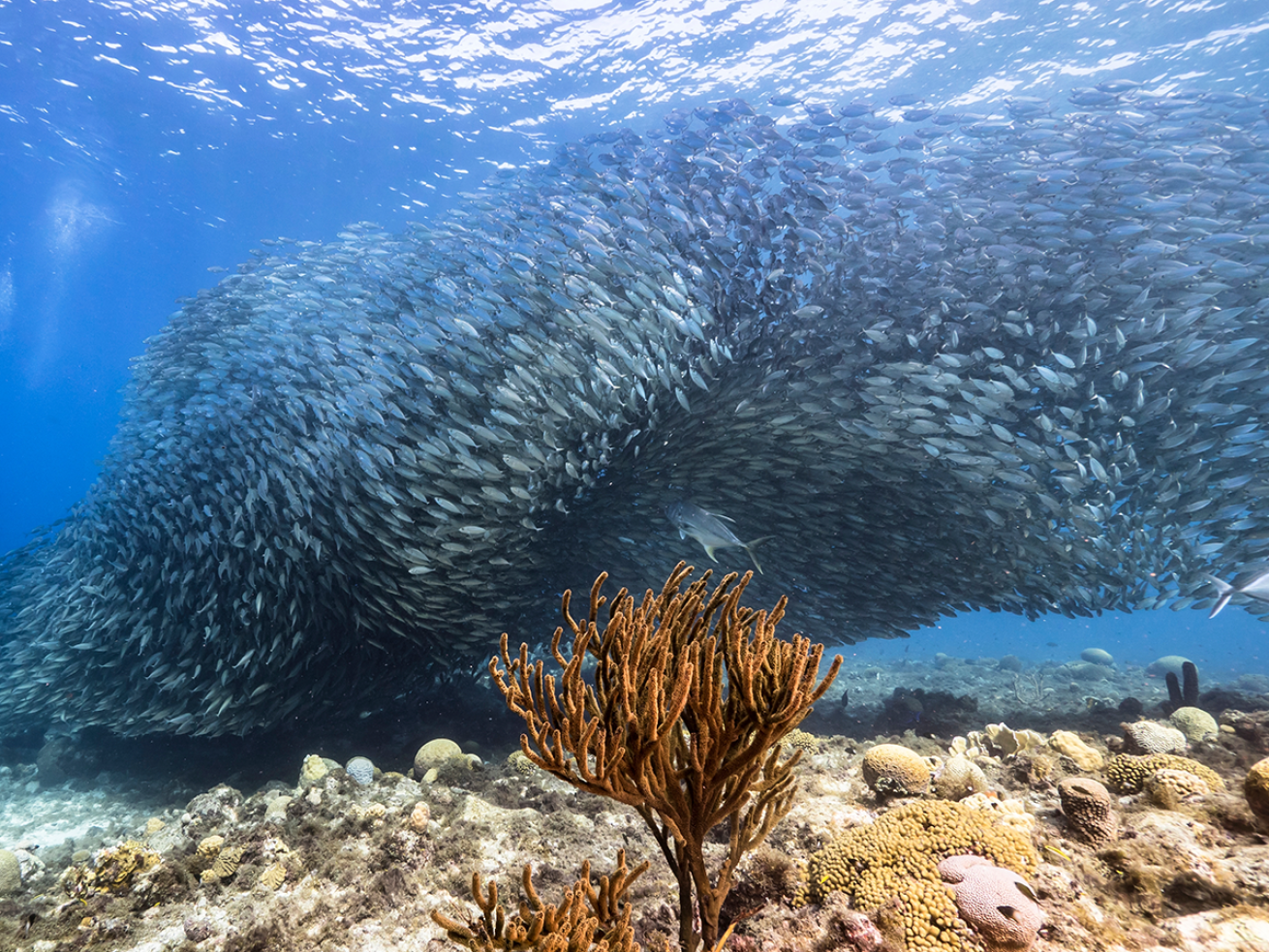 School of mackerel swimming around coral.
