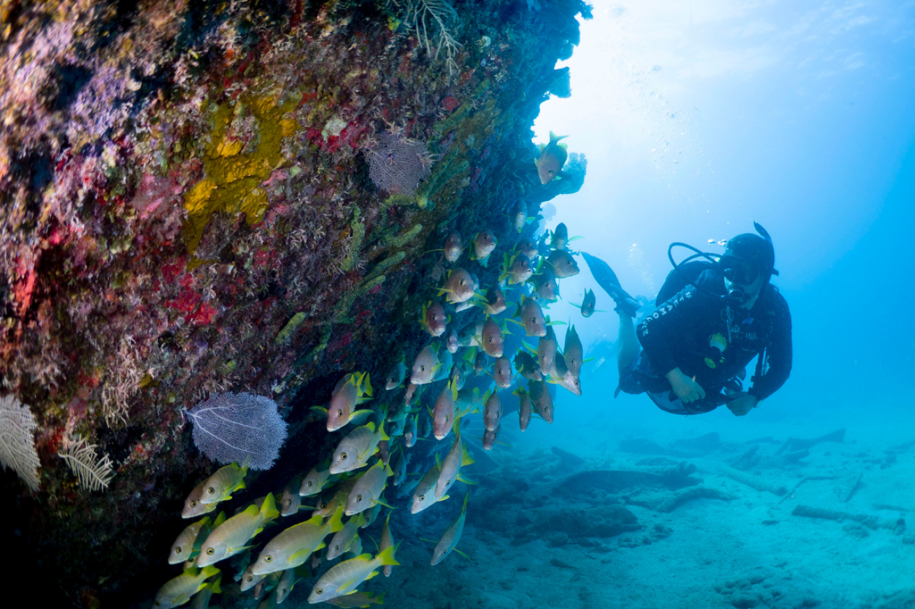 A scuba diver looking at yellow fish on a wreck