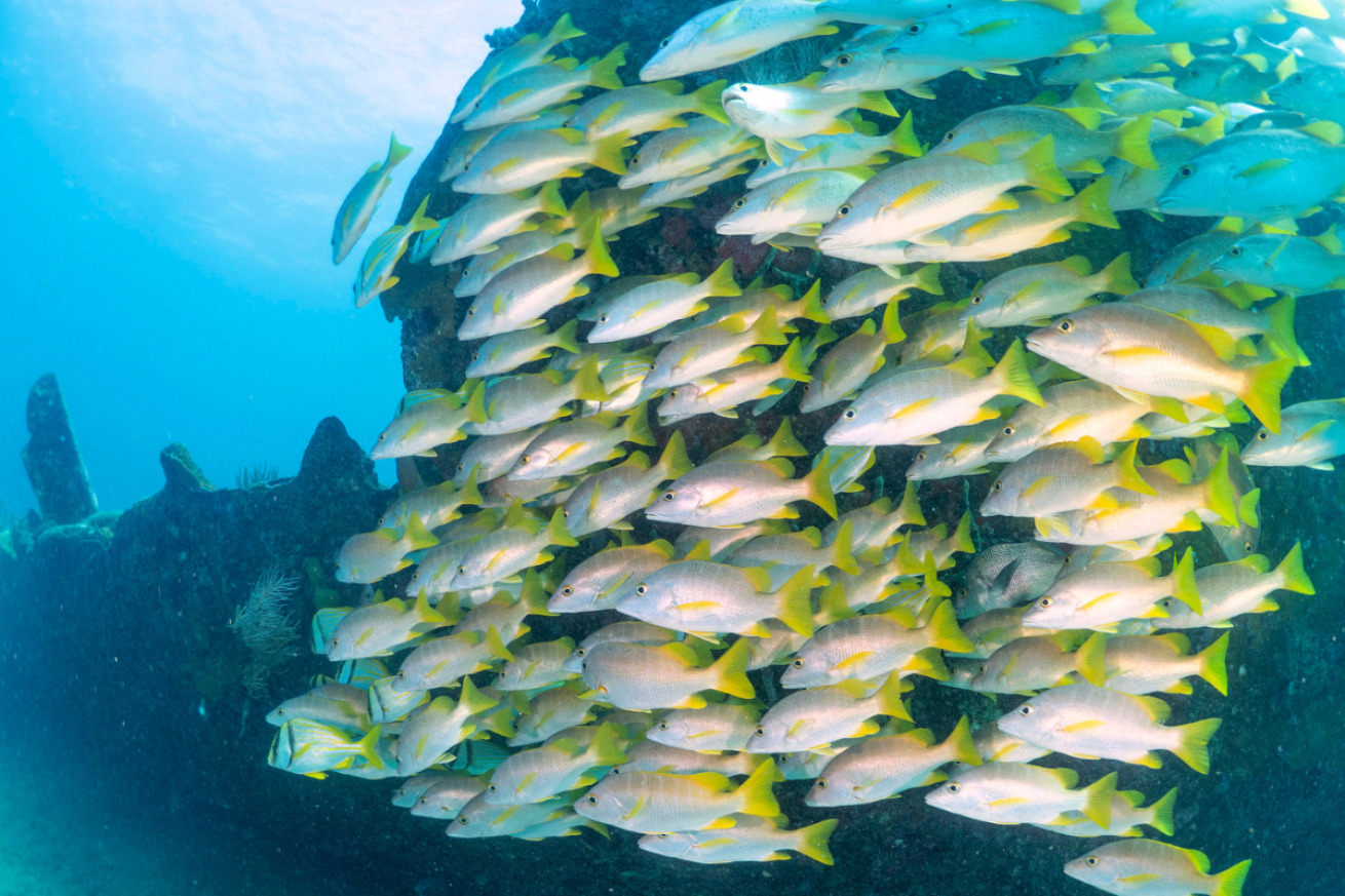 a school of yellow and white fish