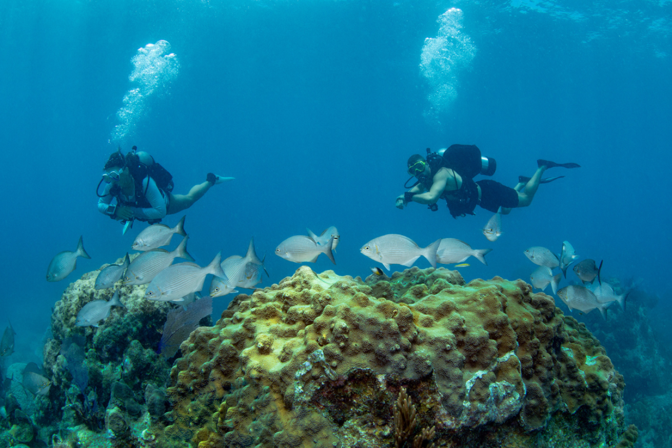 Two scuba divers looking at fish over a reef