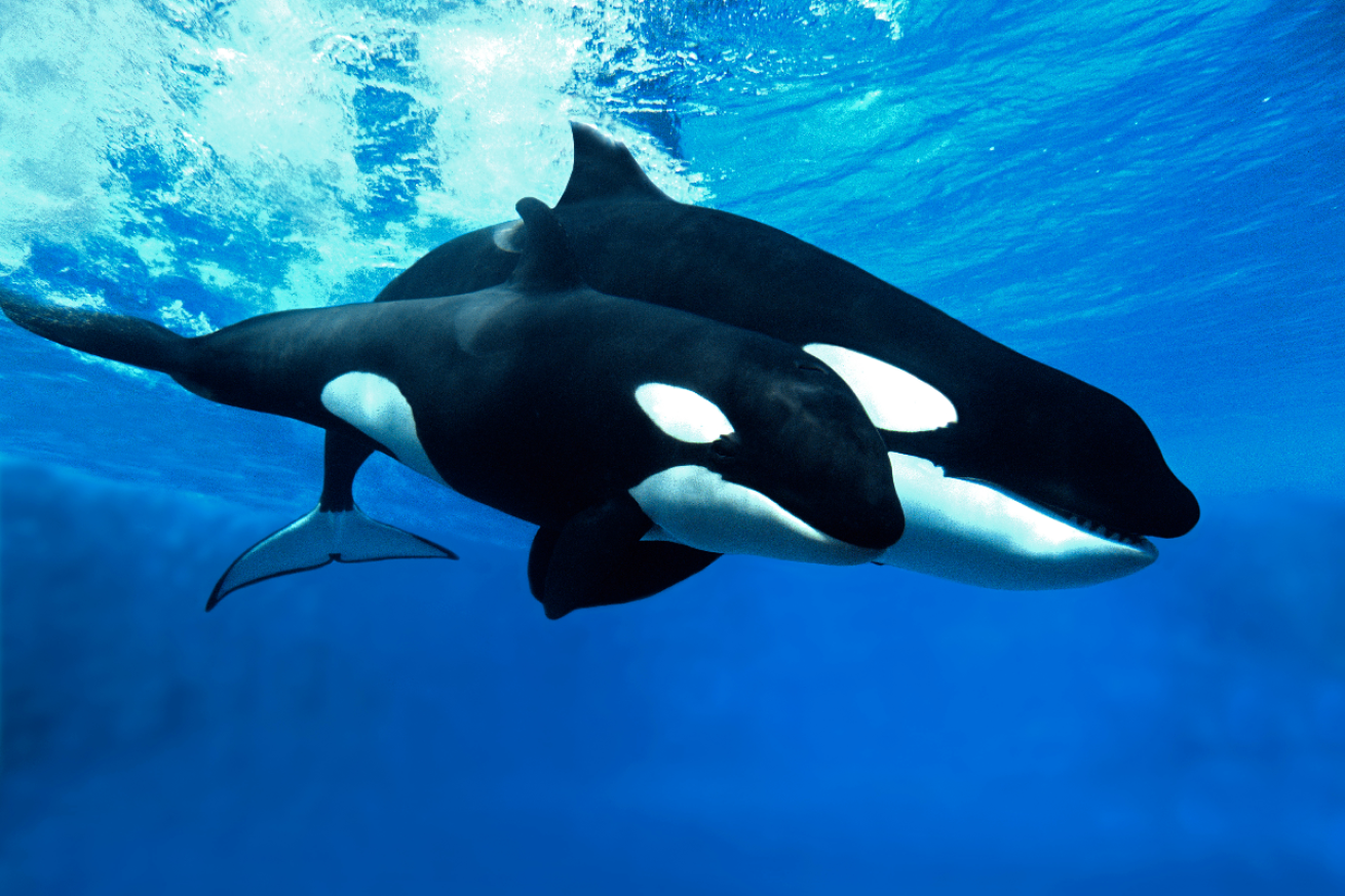 Orca with baby
