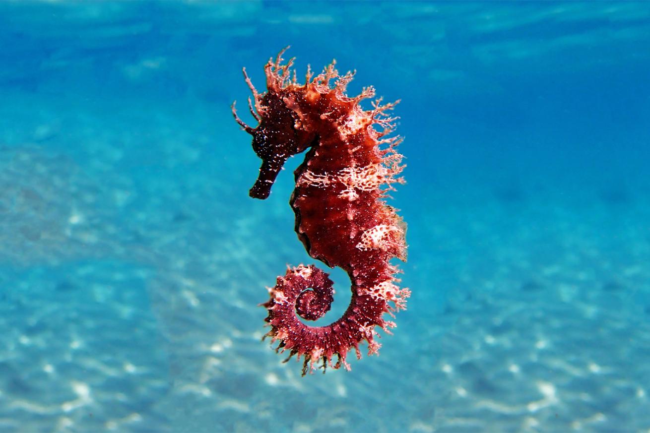 Scientists have studied the effects of flash photography from divers on Sea horses