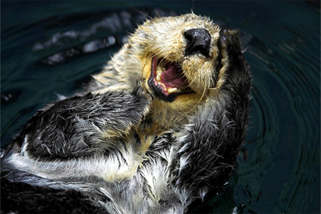 Sea otter floating at the surface