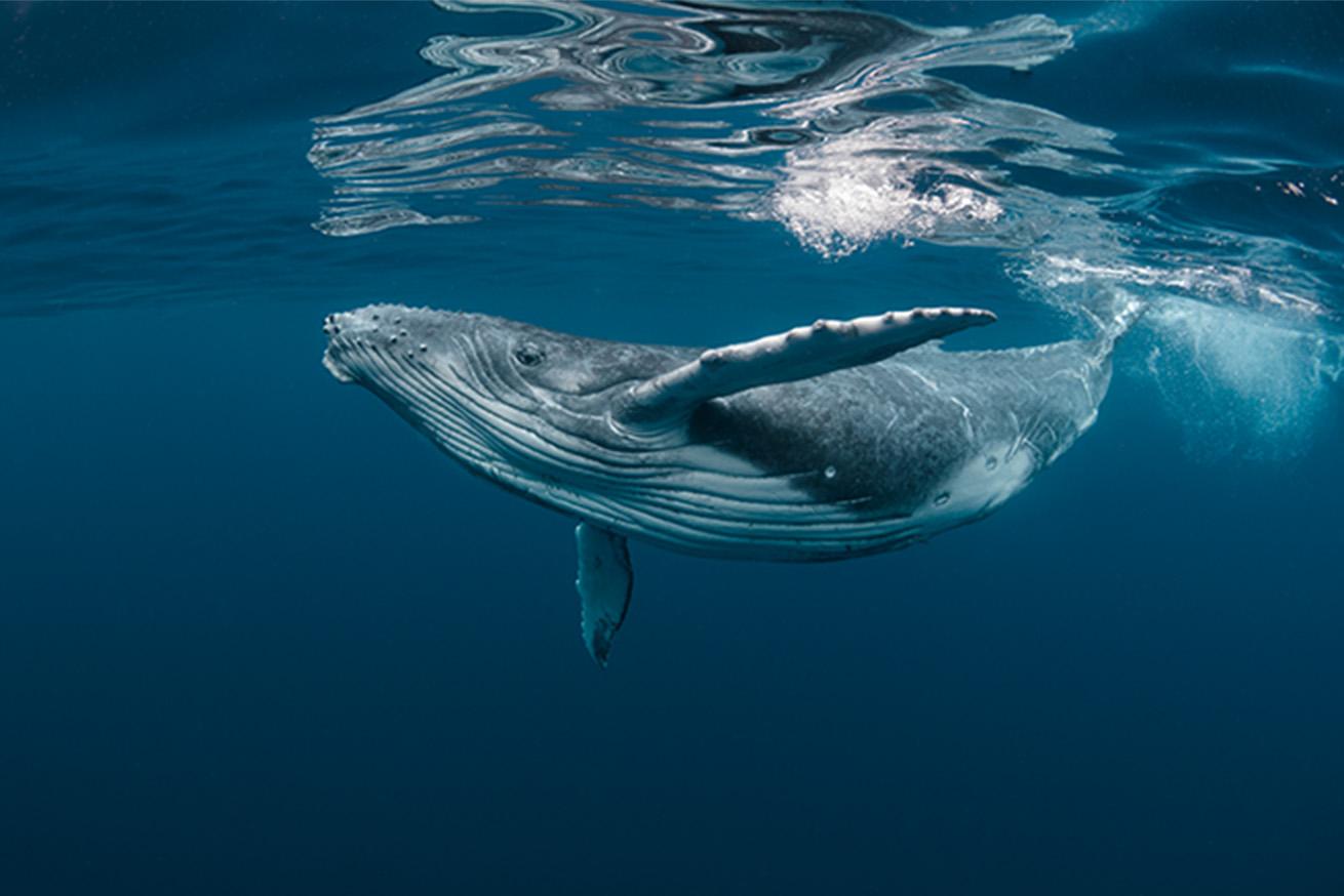 Whale swimming near surface