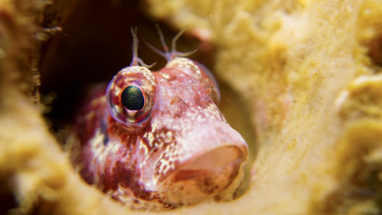Macro photo of a blenny inside a barnacle