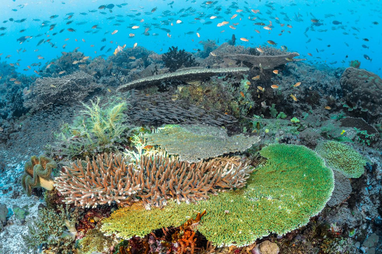 A reef off Pantar Island in Alor, Indonesia, hums with life.