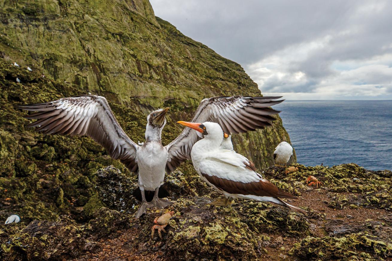 Tens of thousands of fish are permanent residents of Malpelo, but the remote island is also home to 100,000 Nazca booby birds, the largest populationin the world.
