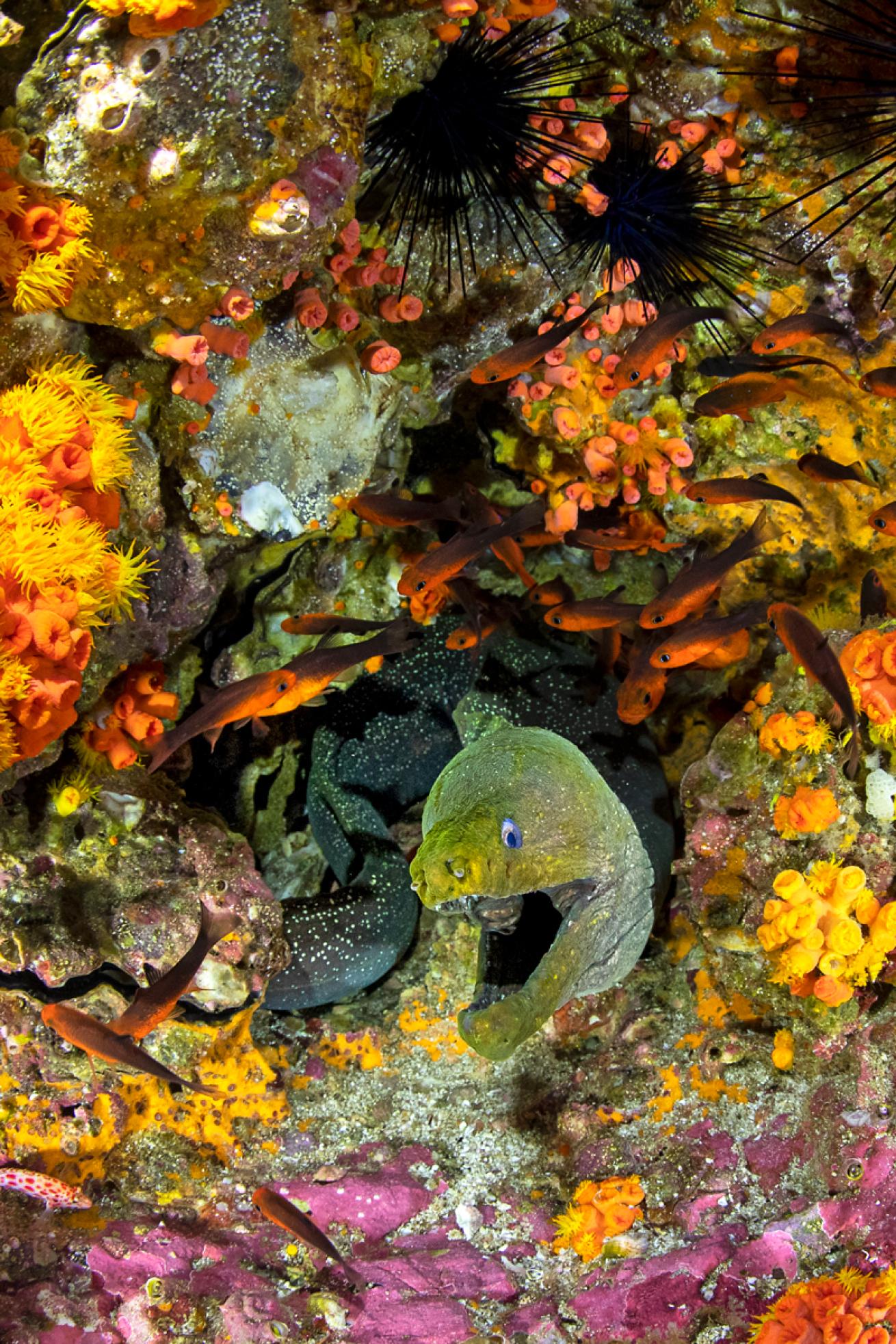 Moray eels are in nearly every crack and crevice around the island.