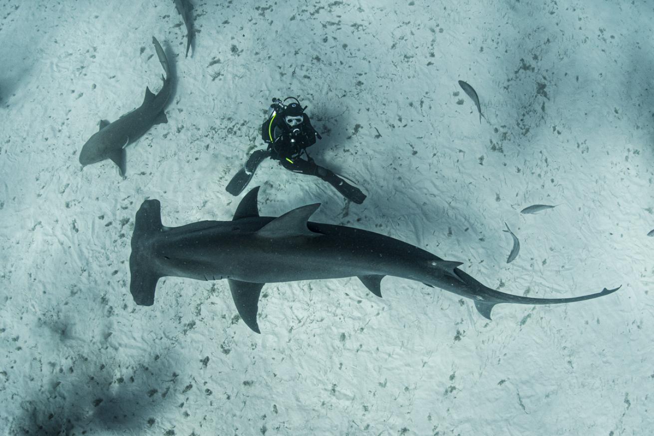 Key to the art of breathing is slow, continuous breaths, especially when trying something new, like diving with great hammerheads in the Bahamas.