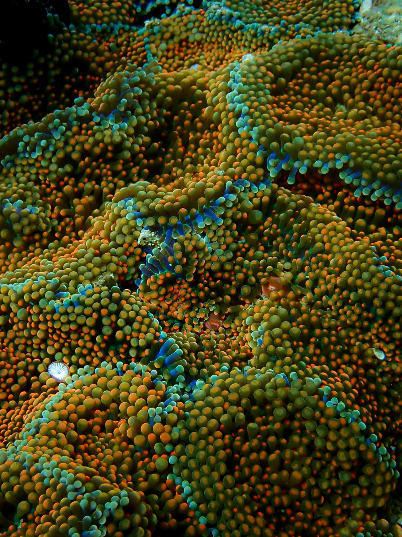 upclose image of coral