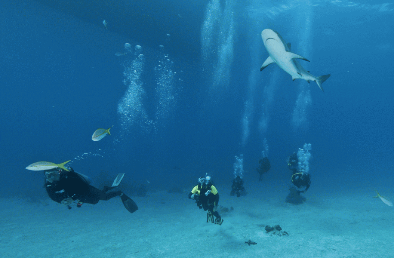 Shark-feeding dive