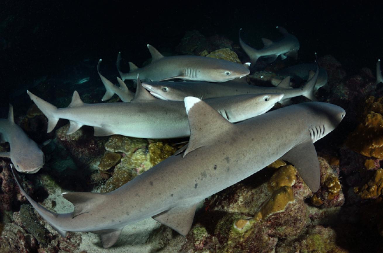 Sharks in Cocos Island