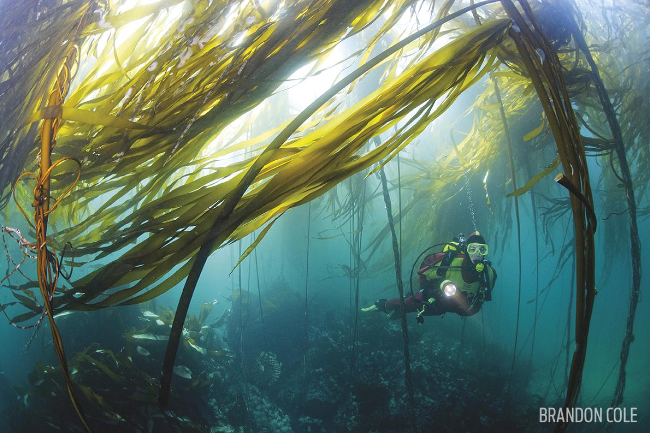 kelp dive washington olympic peninsula