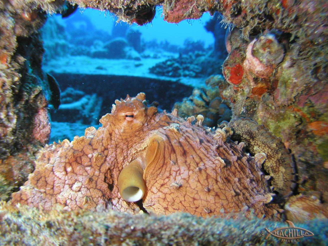 waikiki scuba diving octopus 