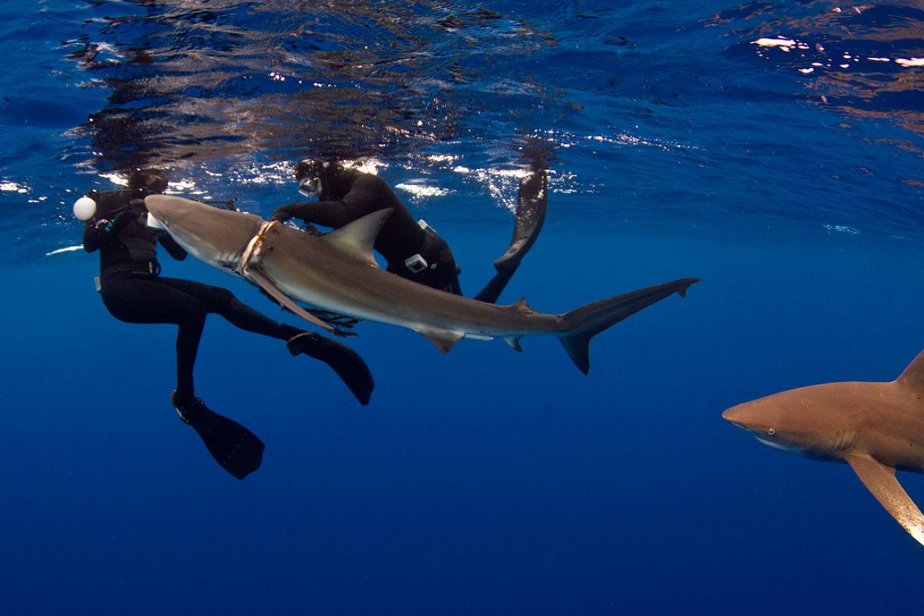 Divers Rescue Entangled Dusky Shark In Bahamas
