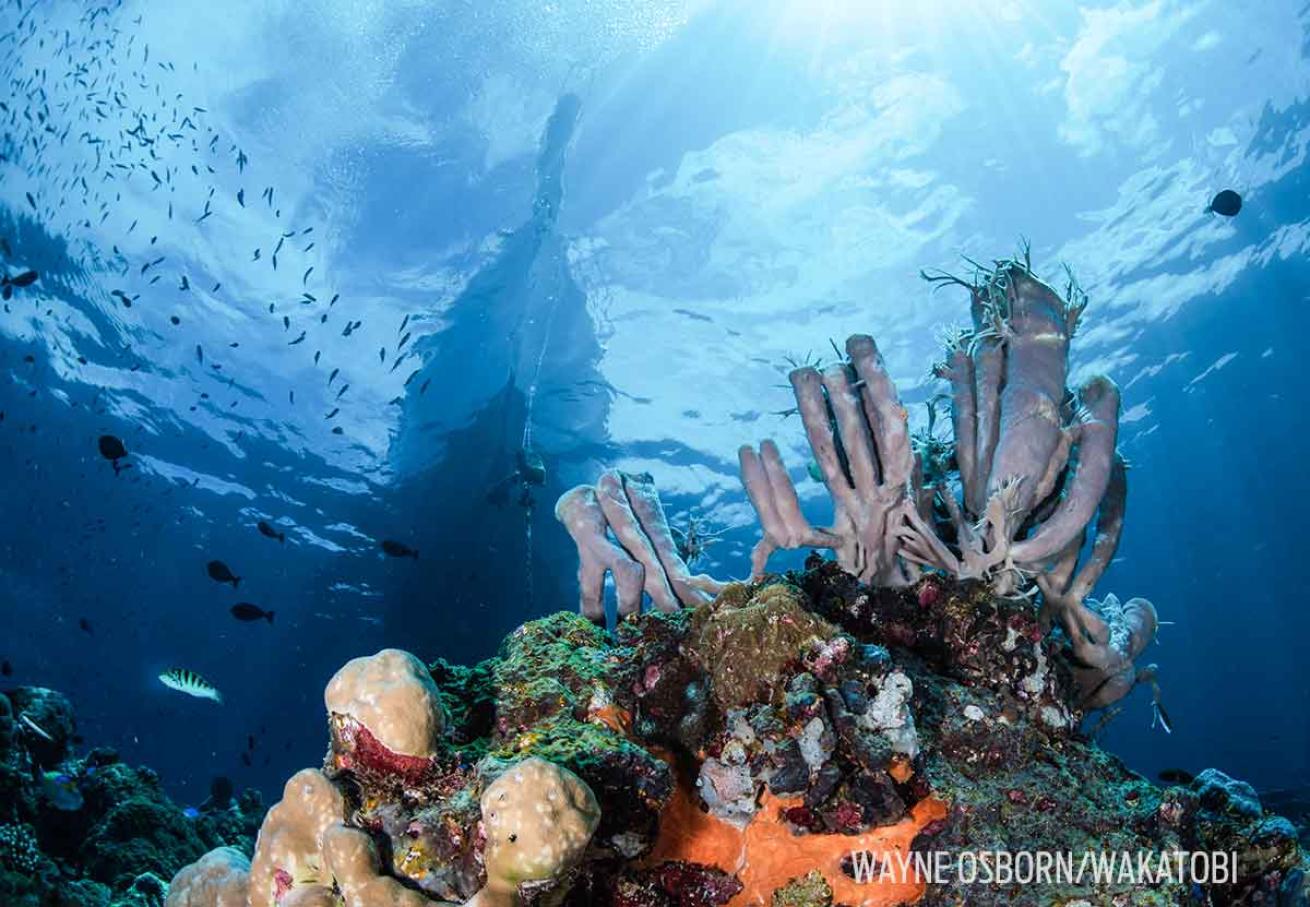 Table Coral City dive site