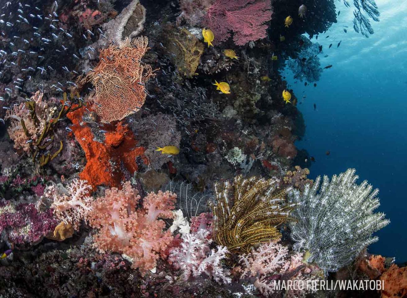 Cornucopia dive site