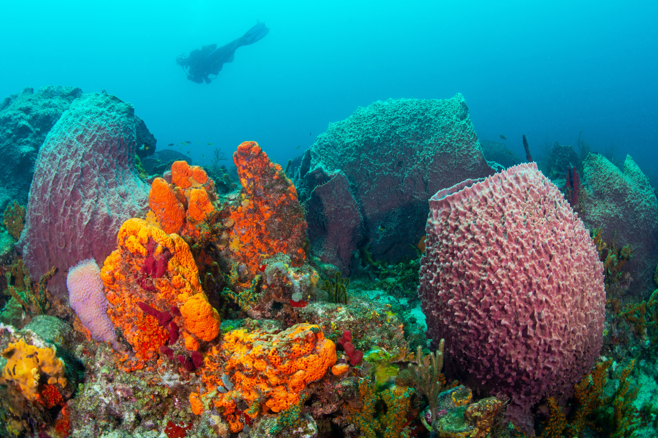 Corals underwater
