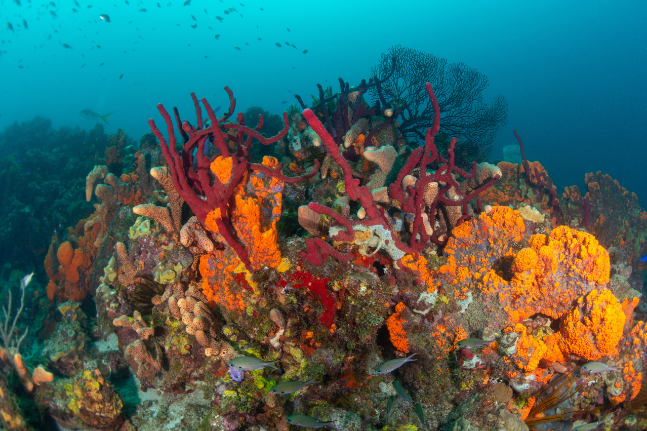 Corals underwater
