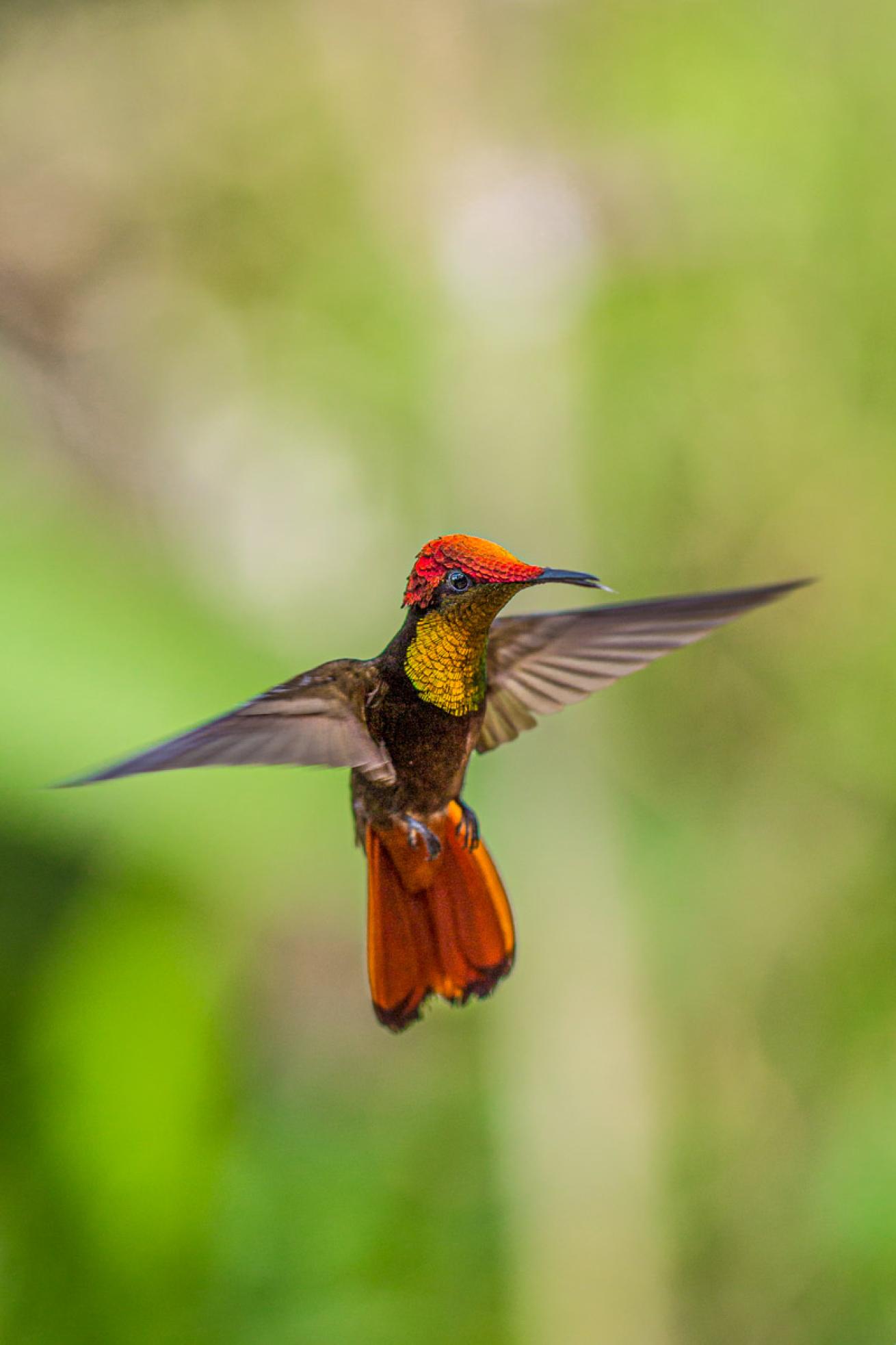 Tobago is home to six hummingbird species