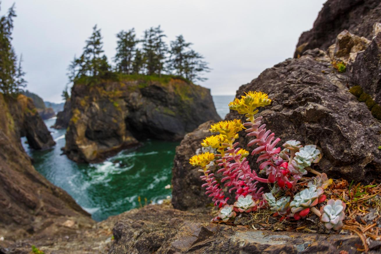 Oregon's captivating coastlines are stunning above and below the water.