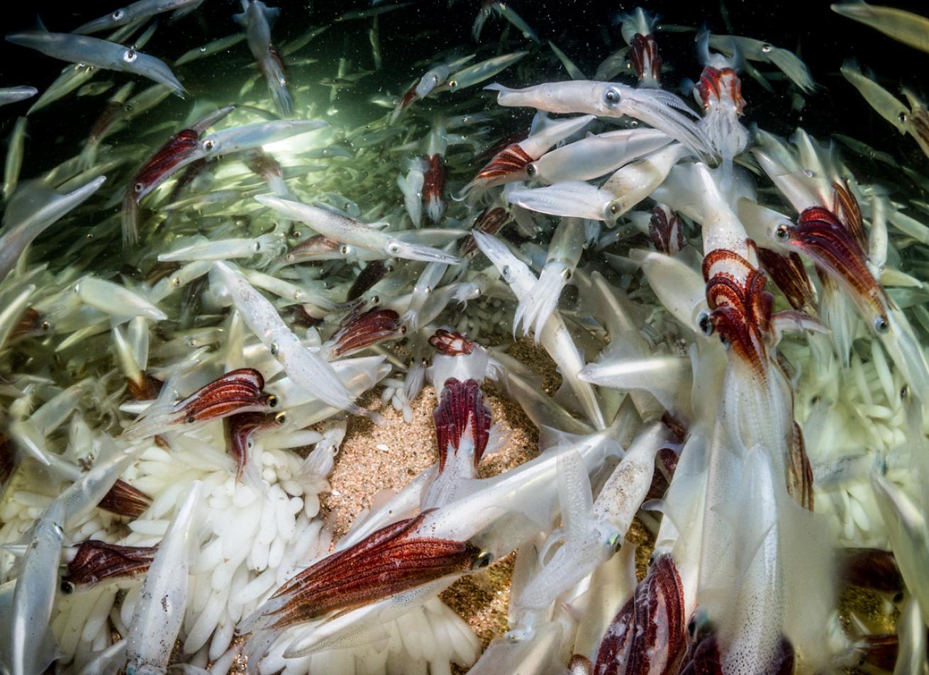 Market squid gather in the thousands in Monterey, California, to mate and lay eggs in the sand.