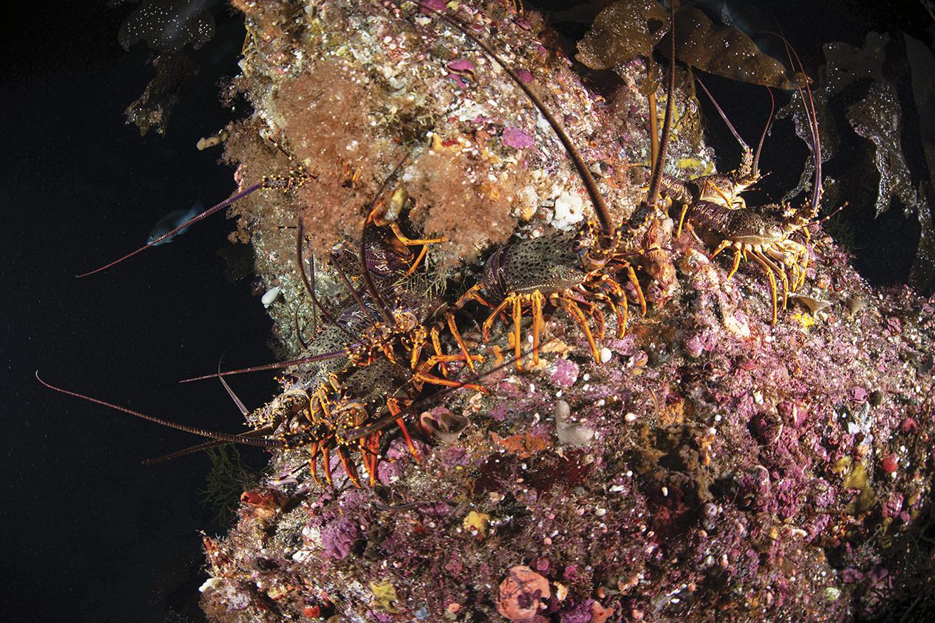 Fiordland is home to unique marine life and critters such as these southern rock lobsters