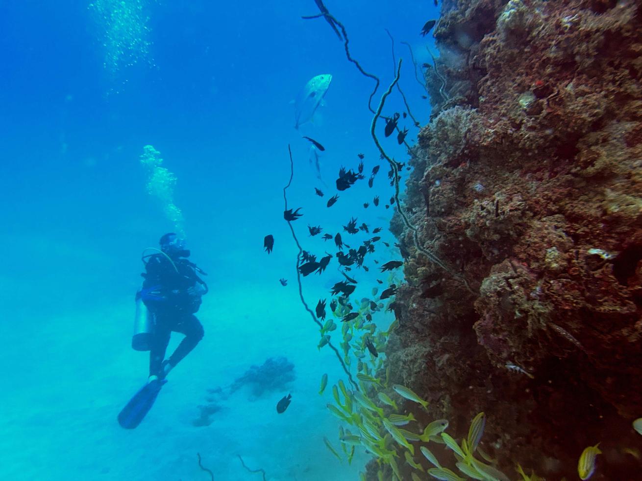 A diver explores the exterior of the dredger wreck site