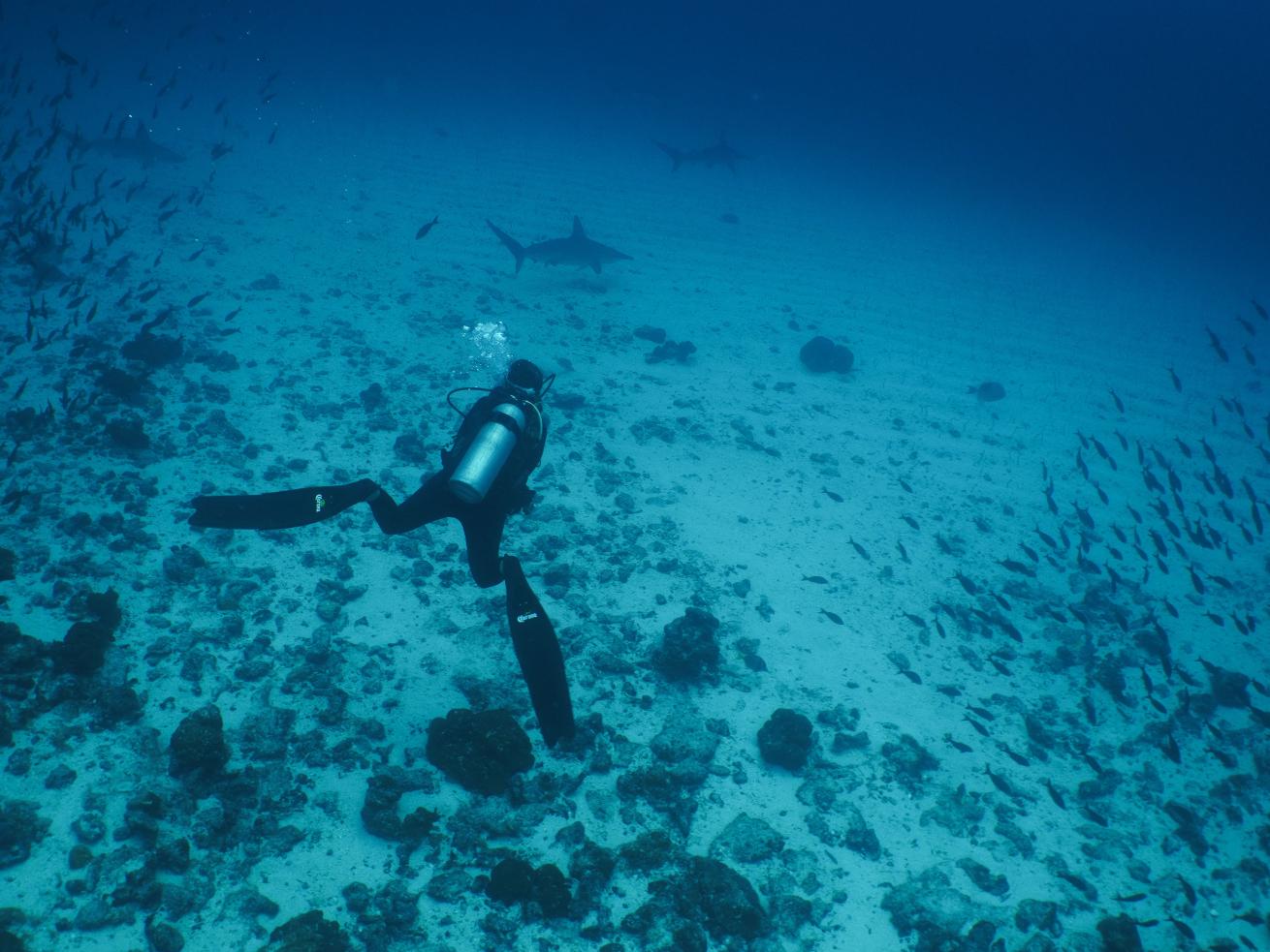Freediver in the water with sharks in Galapagos.