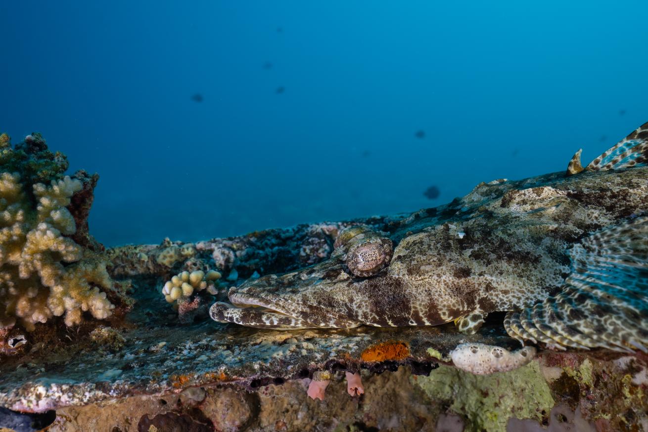 crocodile fish