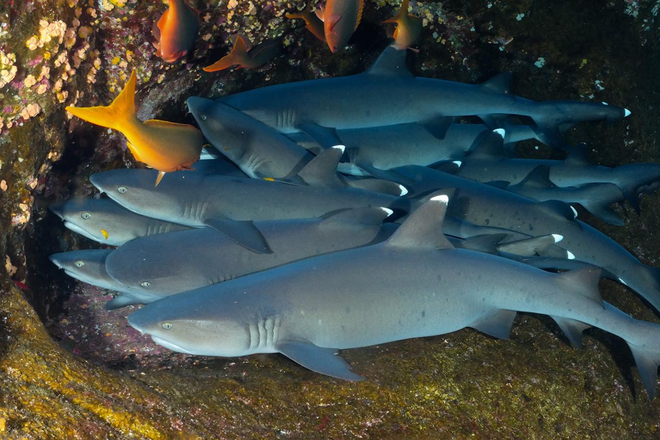 whitetip reef sharks in a cave
