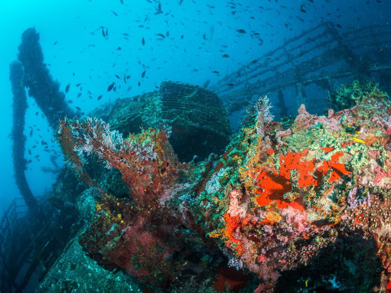 Marine life proliferates on the wreck of the Maverick on Tobago’s southern side.