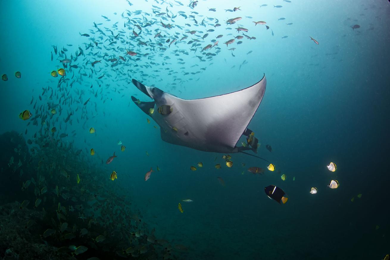 Oceanic manta ray at Isla de La Plata, Ecuador.