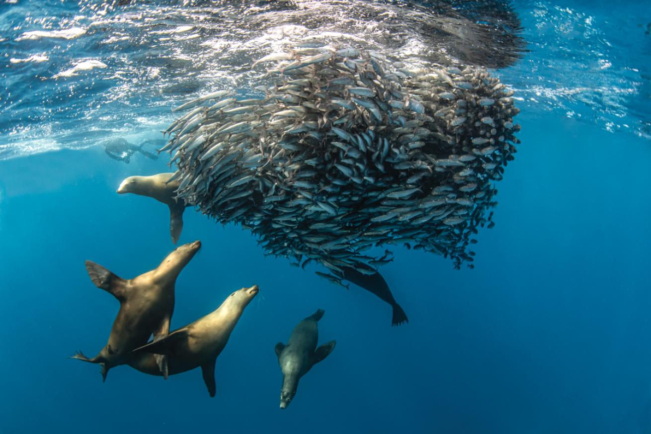 California sea lions round up a baitball of sardines off Baja’s Magdalena Bay.