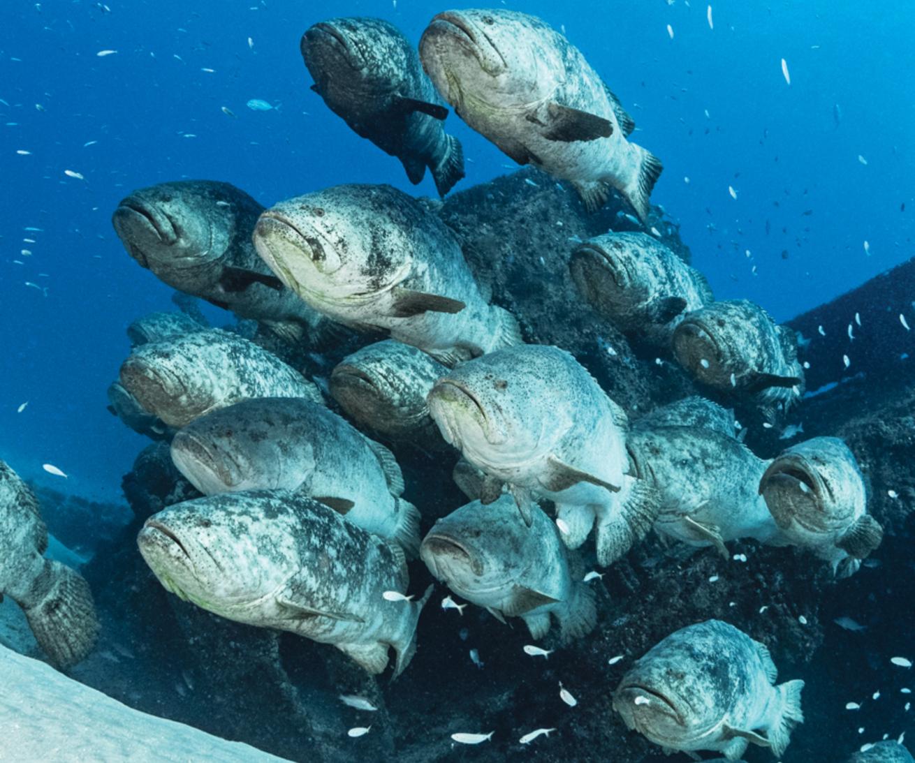 A spawning aggregation of goliath grouper converges on South Florida’s Zion Train wreck.
