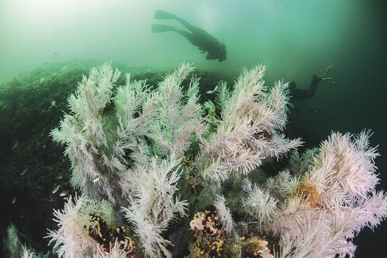 The region’s famed black corals