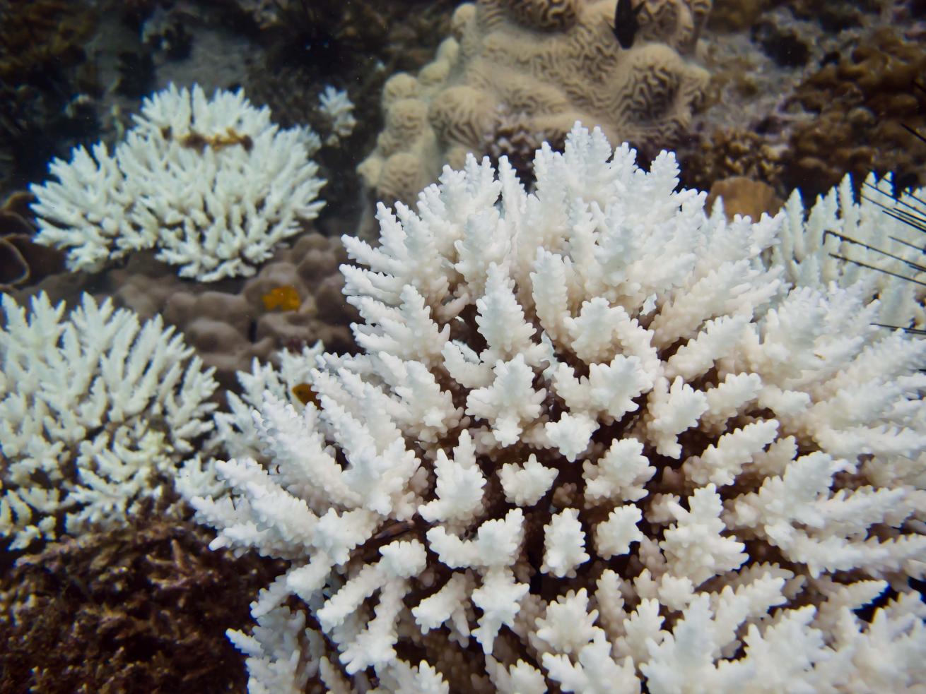 bleached coral