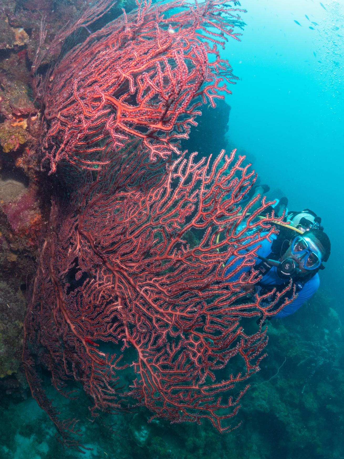 A diver explores vibrant red sea fans