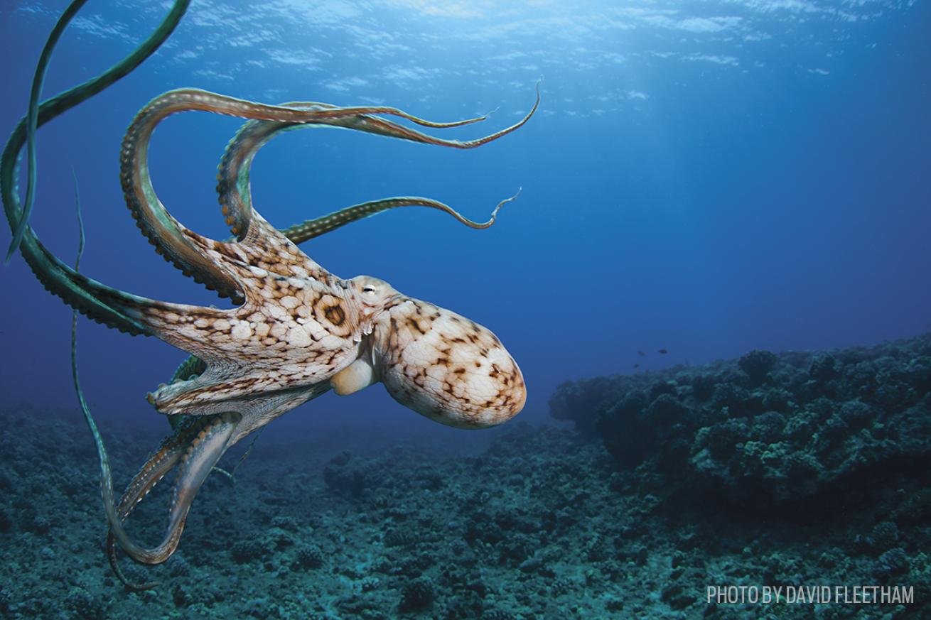 hawaii scuba diving