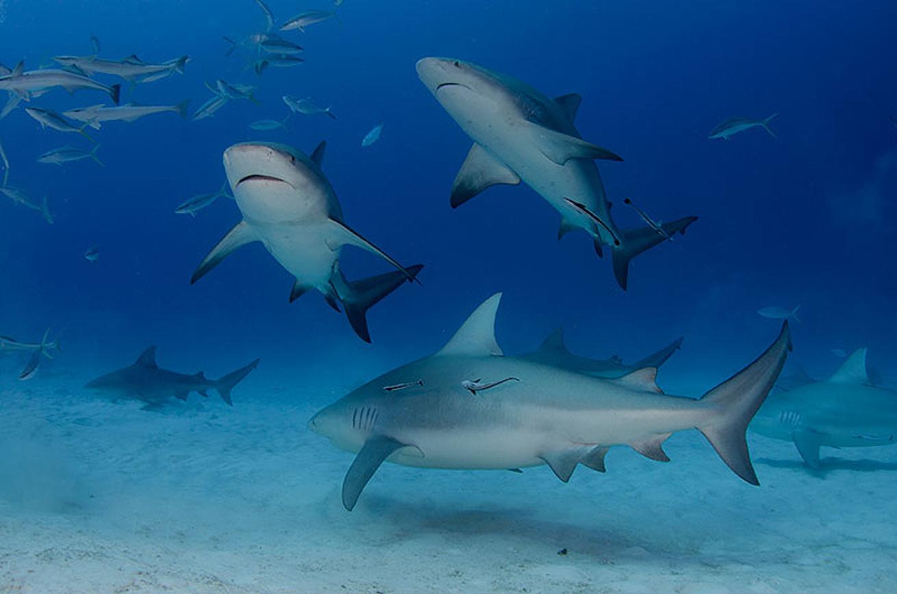 bull sharks