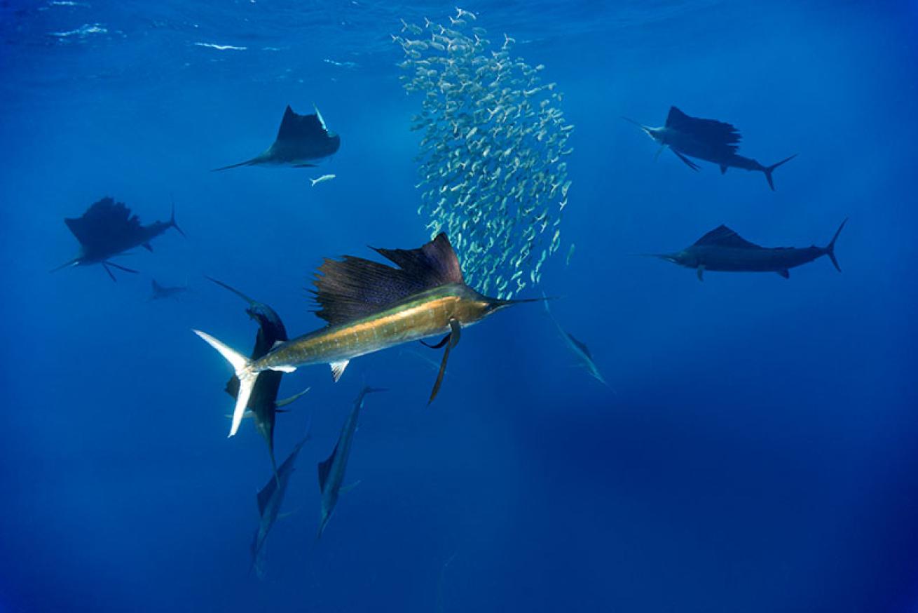 sailfish hunting baitball