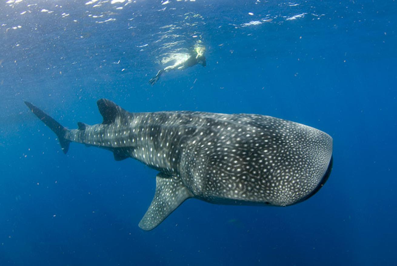 whale shark