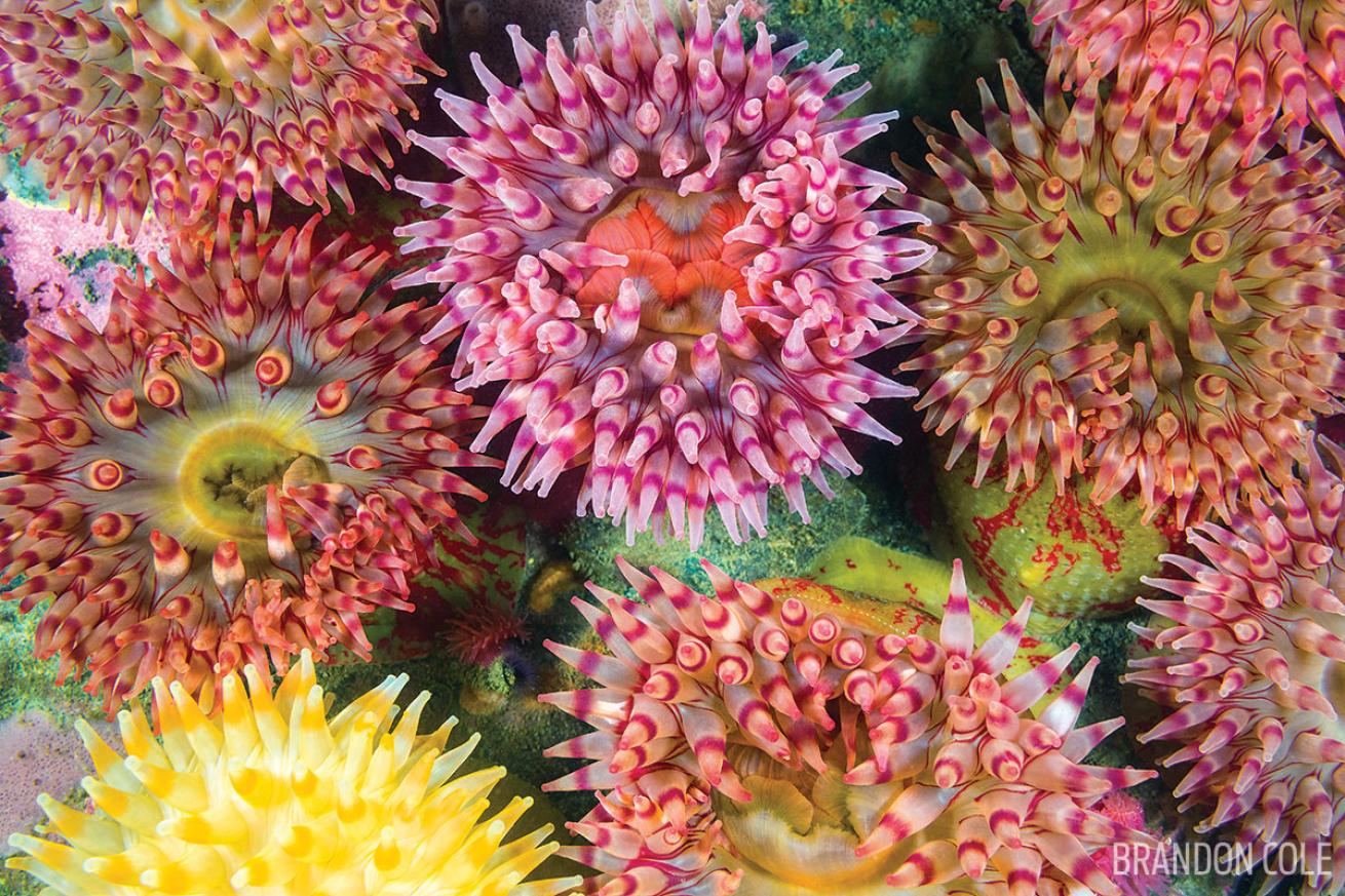 Painted sea anemones scuba diving in the state of Washington